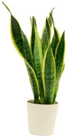 Sansevieria in ceramic pot/ if substituted pls as similar as poss