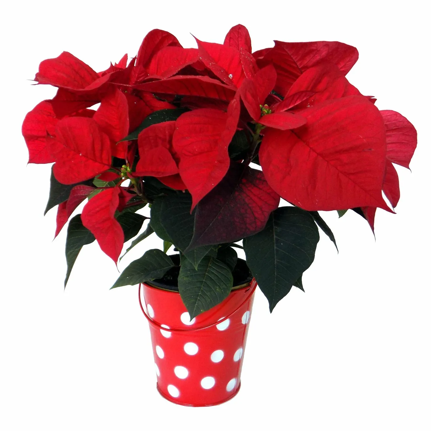 Festive Poinsettia