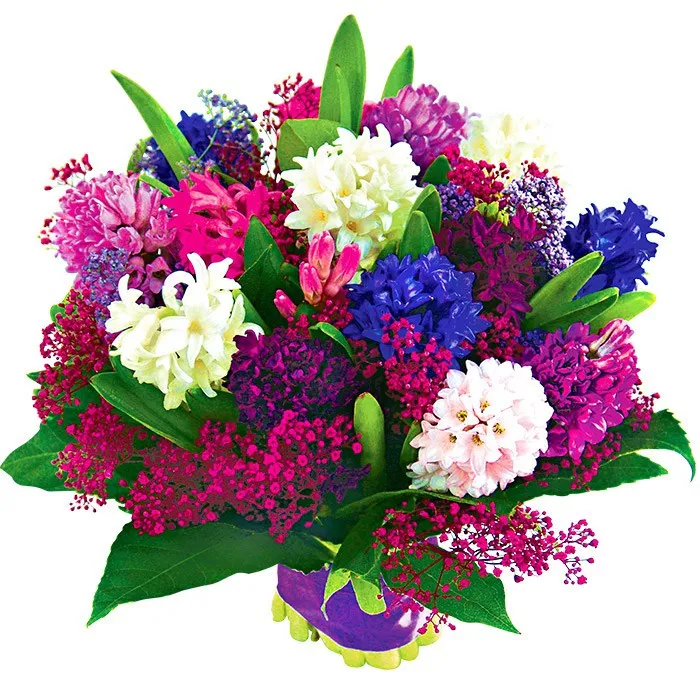 Colourful hyacinths with delivery, bouquet of hyacinths and gypsophilaboards, 15 colourful hyacinths