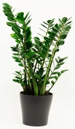 Zamioculcas 