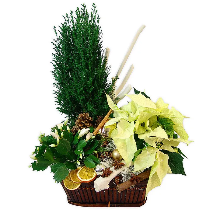 Centrepiece for Christmas, centrepiece made of poinsettia, cypress, trail, baubles, cones, dried fruit in a basket
