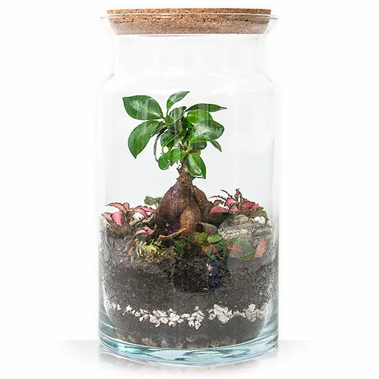 Forest in a jar, bonsai tree