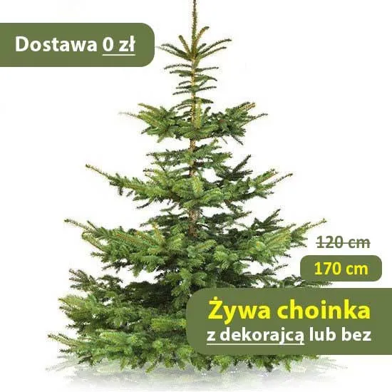 Żywa choinka z dekoracją - Poczta Kwiatowa® dostawa choinki z ozdobami