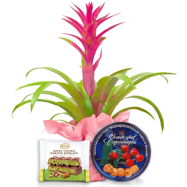 Guzmania for Women's Day - Poczta Kwiatowa® Potted Plants