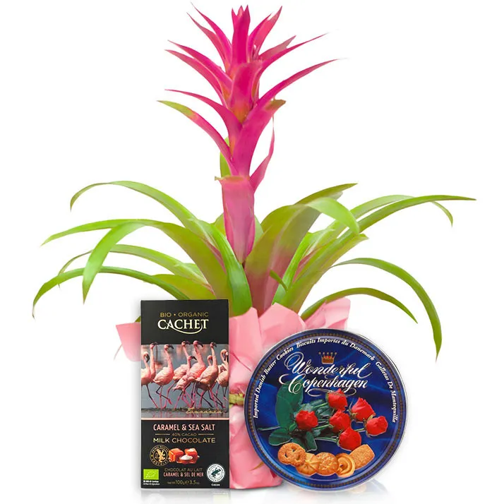 Guzmania for Mother's Day with treats - Poczta Kwiatowa® Potted Plants with Delivery