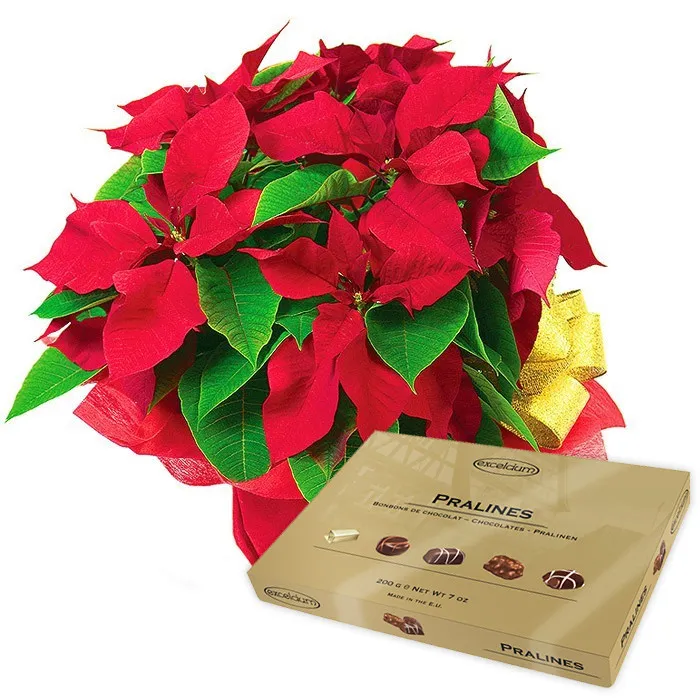 A flowerpot with a poinsettia in it- flowers can symbolize Christmas as well