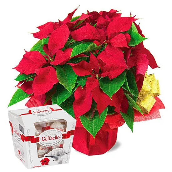 Christmas star of Raffaello, red flower in pot