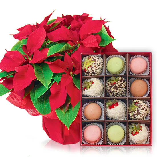 Gwiazda Betlejemska z truskawkami i makaronikami