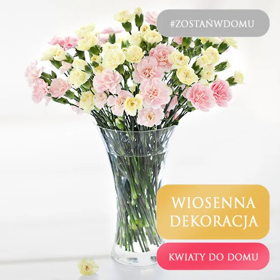 Flowers to your home - Carnations - Poczta Kwiatowa® courier delivery of flowers
