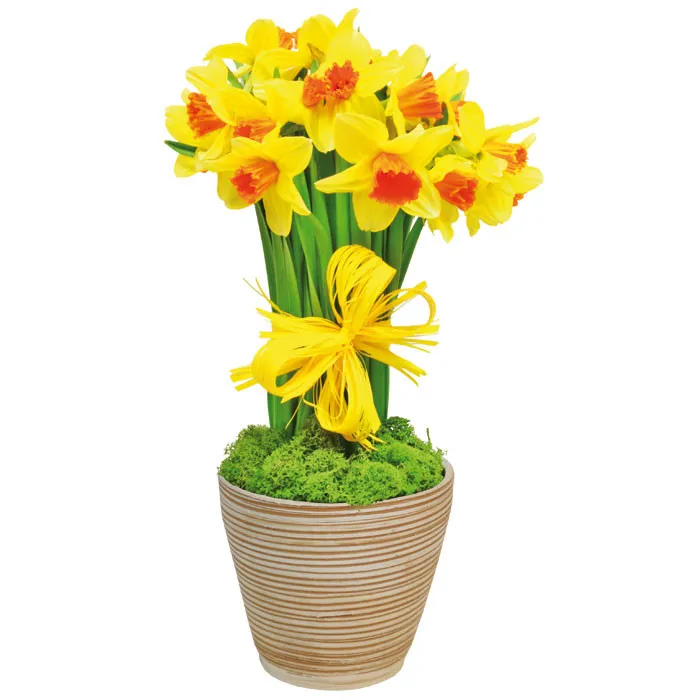 Spring greetings? Order yellow daffodils with Poczta Kwiatowa®