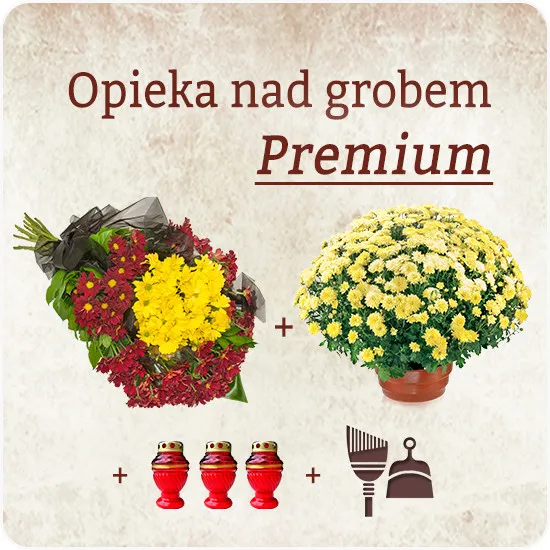 opieka nad grobami premium, trzy nowe znicze, chryzantema w doniczce