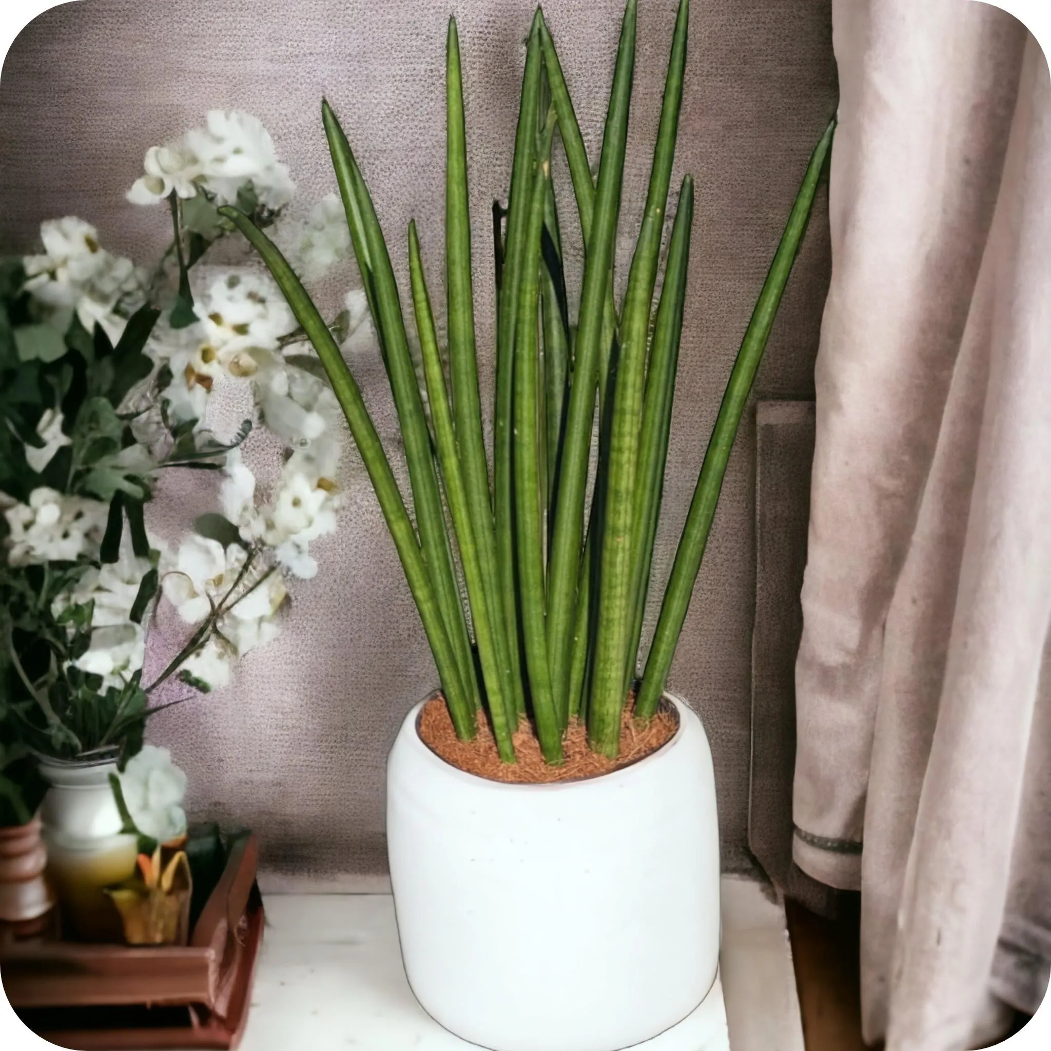 Sanseveria cylindrica w osłonce - Poczta Kwiatowa® Rośliny doniczkowe z dostawą