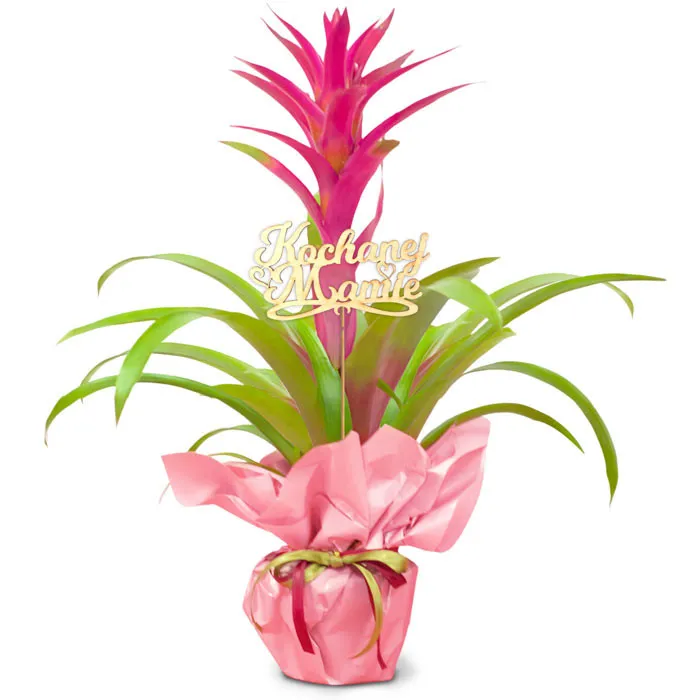 Guzmania for Mother's Day, roślina doniczkowa