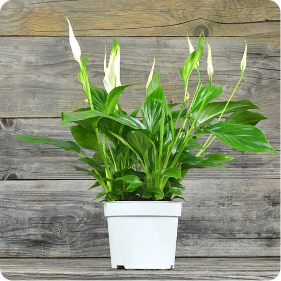 Peace Lily - Poczta Kwiatowa® potted plants with delivery
