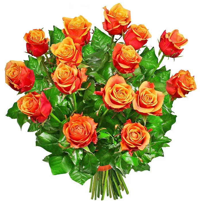 Splendor bouquet, bouquet of 18 tea roses, tea roses with delivery