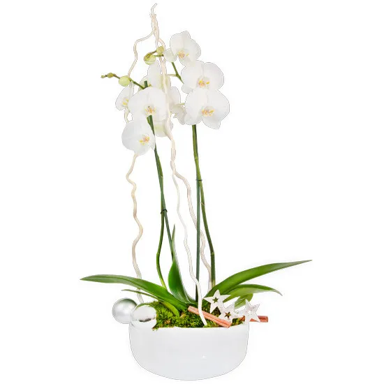orchid centerpiece, orchid white, baubles, cinnamon, ornamental stars, moss, reeds in a ceramic bowl