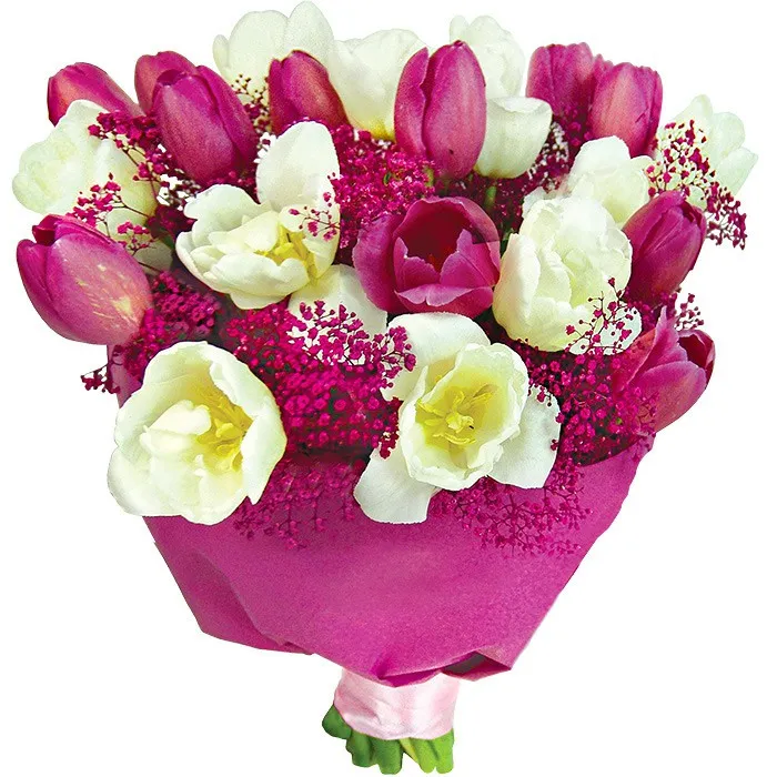 bukiet biało-różowy, białe tulipany, różowe tulipany, gipsówka, bukiet w purpurowym papierze owiniętym różowa wstążką