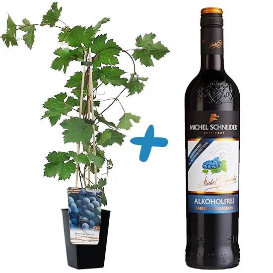 Poczta Kwiatowa® - Vines with non-alcoholic wine