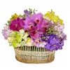 Kolorowe orchidee