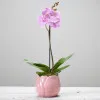 SINGLE PLANT