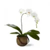 White Phaiaenopsis Orchid