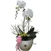 Orchidea w wazonie