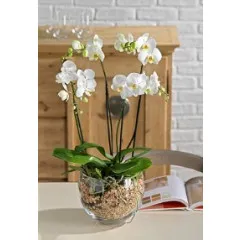 Orchid plant - Israel