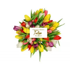 Tulipa - Grecja