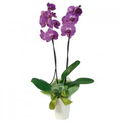 Meet flowers online. We have phalaenopsis in interesting  pot.
