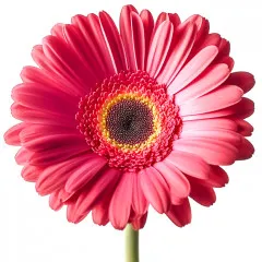 Gerbera