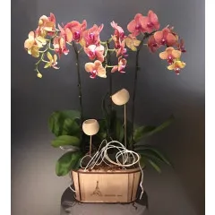 Orchidee w drewnianym wazonie - Wietnam