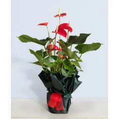 Anthurium - Rumunia