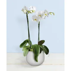 Czarujący - Rumunia