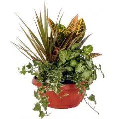 Kompozycja roślin doniczkowych   - Izrael