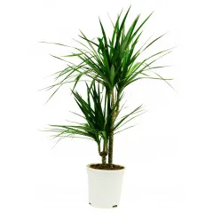 Dracena - Tunezja