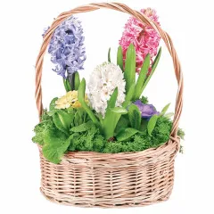 Colourful hyacinths and primroses in the basket, Composition Hyacinth