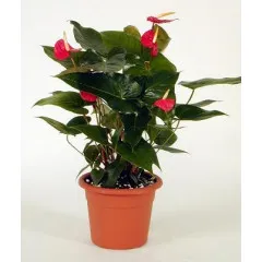 Anthurium - Israel