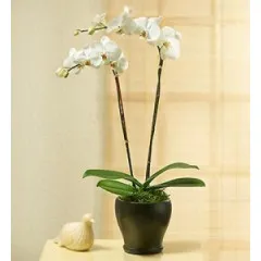 Biała orchidea w doniczce - Turcja