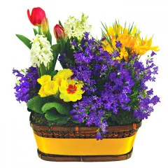 kompozycja balkonowa, prymule, hiacynt doniczkowy, czerwone tulipany, kompozycja kwiatów w wiklinowym koszu obwiązanym żółtą wstążką