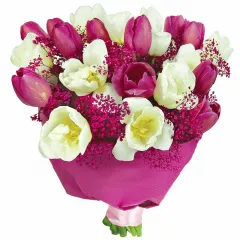 White and pink bouquet, white tulips, pink tulips, gypsophila, bouquet with purple paper