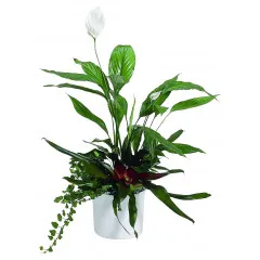 Arrangement of Plants - Russia