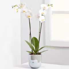 Orchidea roślina - Białoruś
