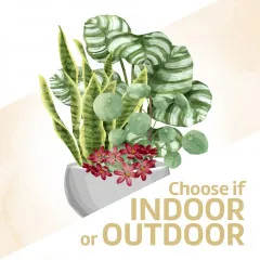 Arrangement of Plants - Switzerland