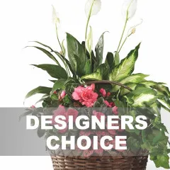 Arrangement of Plants - Portoryko