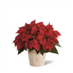 Red Poinsettia Basket (Small) - Belize