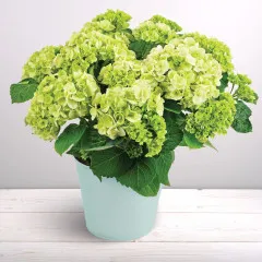 Hortensia blanc - Luksemburg