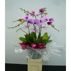 5 storczyków w doniczce  - SRA Hongkong (Chiny)