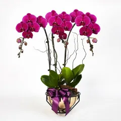 Fioletowa Orchidea Royal Prosperity - Malezja