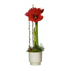 Christmas amaryllis - Sweden