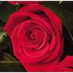 12 średnich róż - Mjanma (Birma)